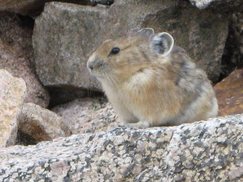 Mt Evans 024.JPG